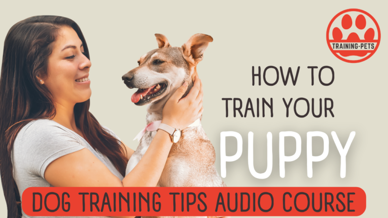 How to train your puppy